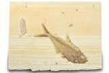 Detailed Fossil Fish (Diplomystus) With Coprolite - Wyoming #318263-1